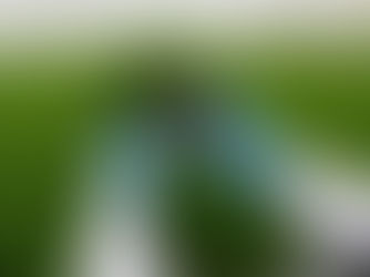 What's the Best Fertilizer for Grass Roots?