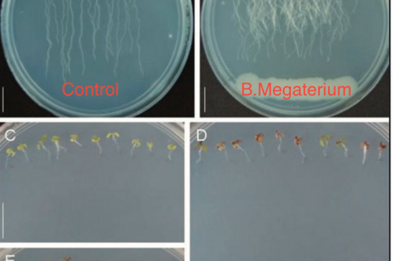 Förderung der Wurzelgesundheit und des Wachstums mit Bacillus megaterium
