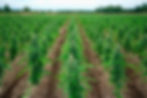 Fertilizer for Weed Plants