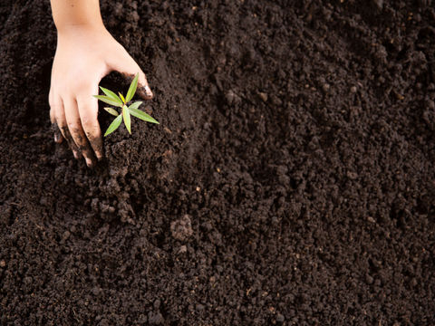 What is the Role of Azotobacter Vinelandii in Soil Ecology?