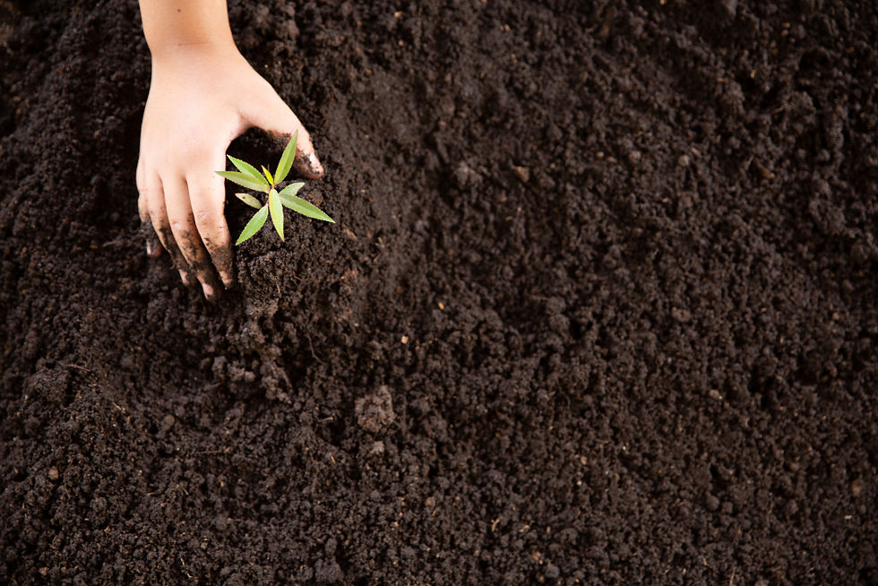 Role of Azotobacter Vinelandii in Soil Ecology