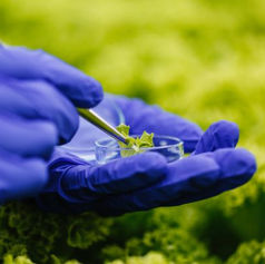 What Is the Use of Thiobacillus Thiooxidans?