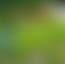 Lawn Root Growth Fertilizer: Complete Guide to Stronger, Deeper Turf Roots