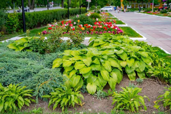 Lawn Root Growth Fertilizer