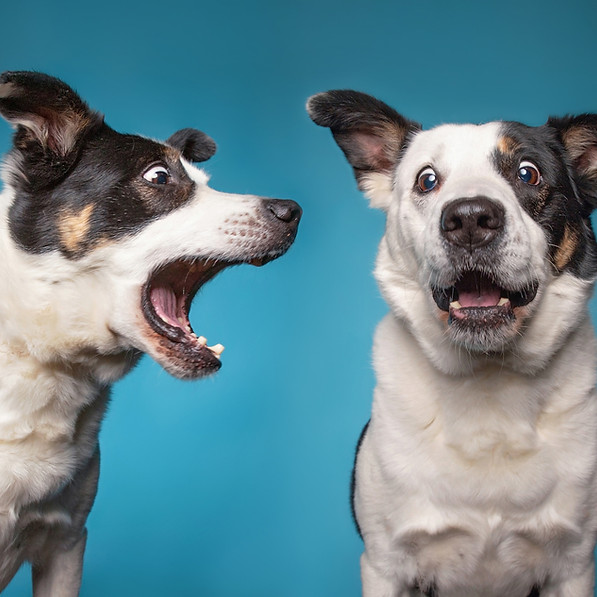 dogs.jpeg