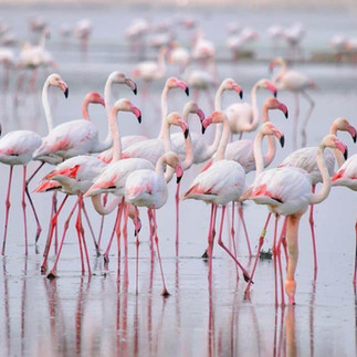 Flamingos standing in the pink salt lake of Torrevieja, a famous natural park on the Costa Blanca