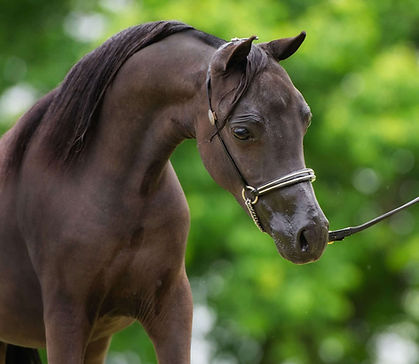 DVM Well That Sums It Up