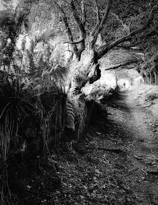 I almost lost him in the holloway.