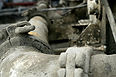 Metal Pipe 2