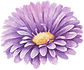 flower_16_edited.png