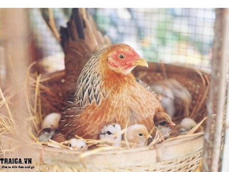 Thu lãi tiền tỷ bằng kỹ thuật nuôi gà đẻ trứng hiện đạ