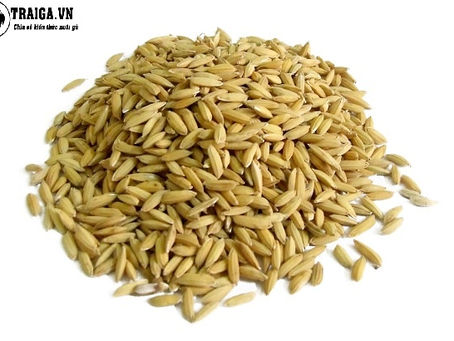 Sư kê cho gà ăn gì trước khi đá để bách chiến bách thắng