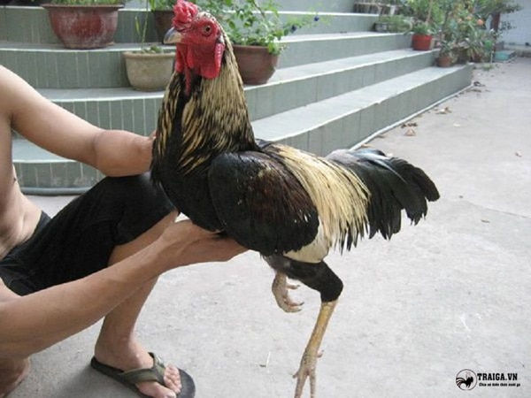 ree