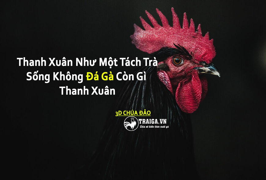 ảnh bìa.jpg