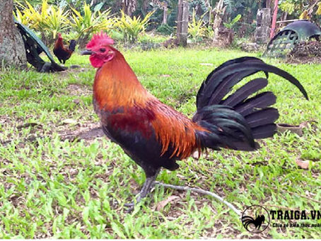 Mua bán gà chọi ở đâu?