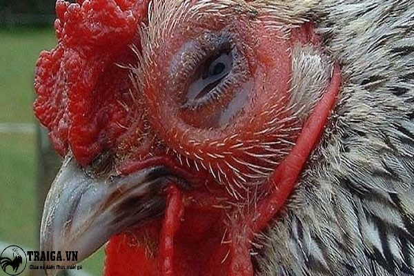 Trị dứt điểm gà bị sủi bọt ở mắt khỏi bệnh 100%