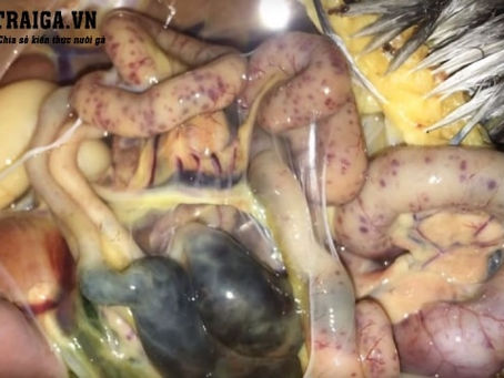 Trị dứt điểm bệnh viêm ruột hoại tử ở gà