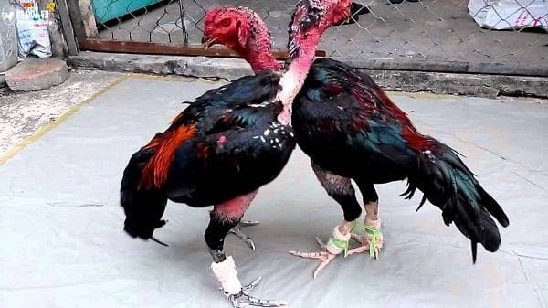 ree