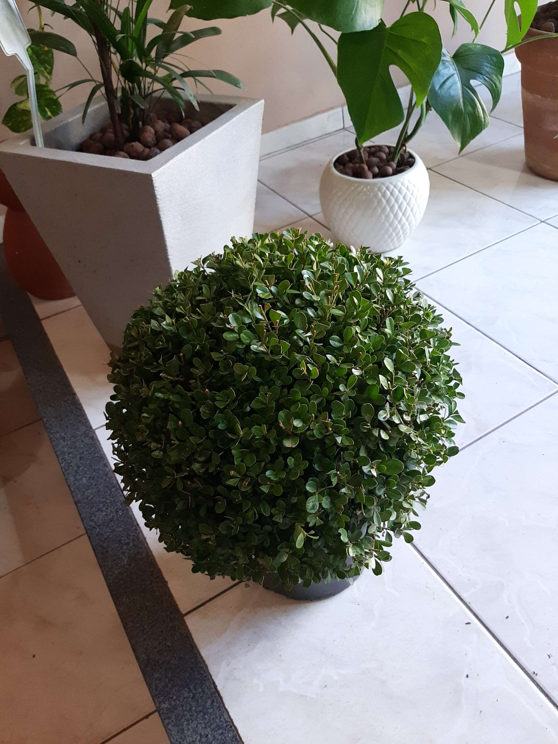 Buxinho – Buxus sempervirens

Grande