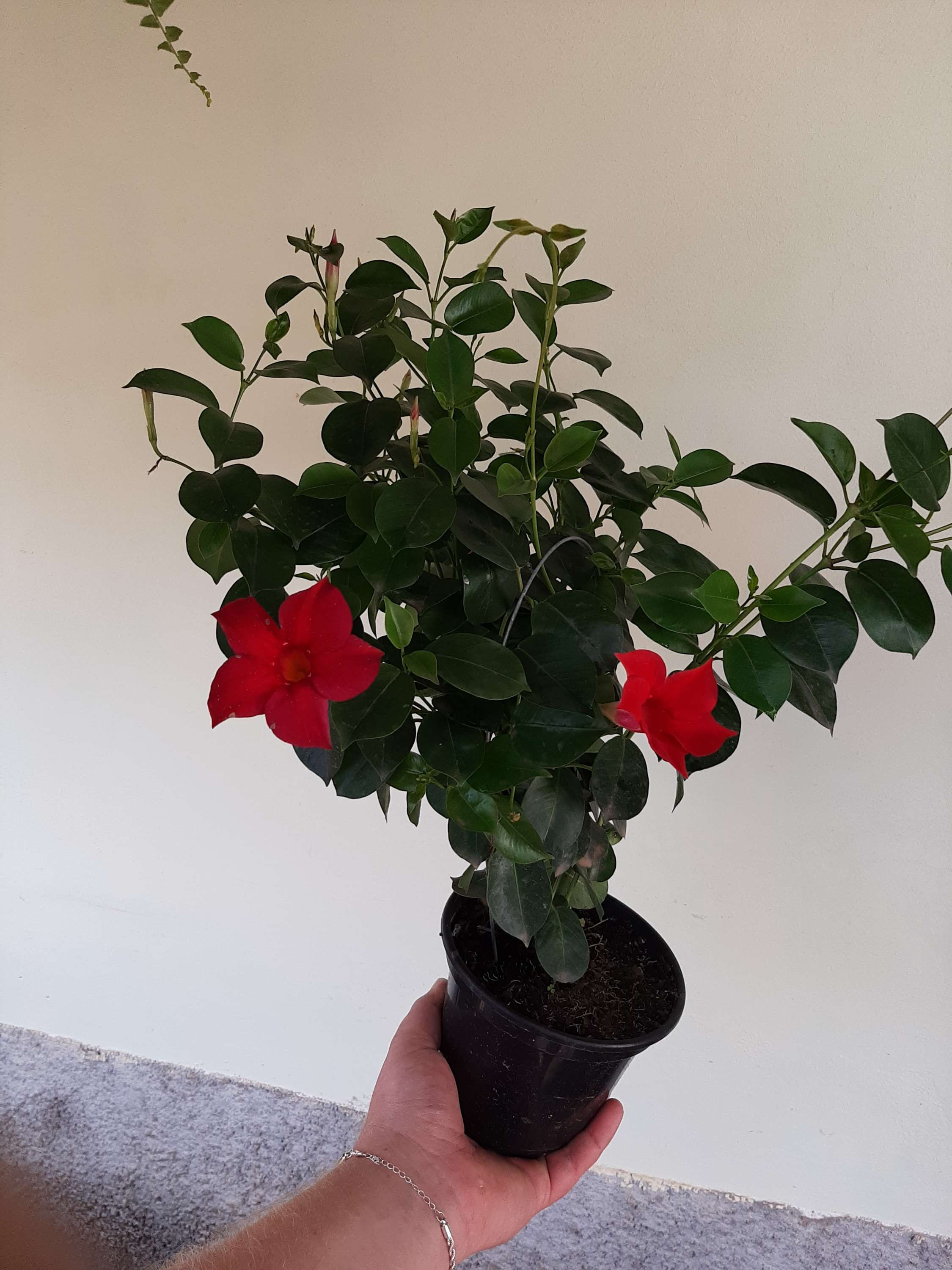  Jasmim-brasileiro  - Mandevilla  