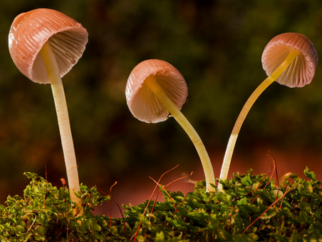 Tre funghetti nel bosco