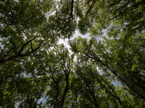 un bosco visto dall'alto