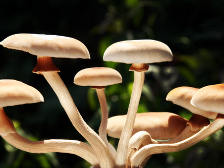 Alcuni funghi