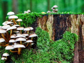 funghi sul tronco