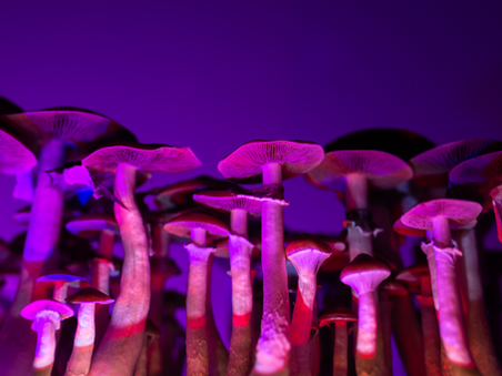 Dei funghi illuminati dal basso da una luce fucsia