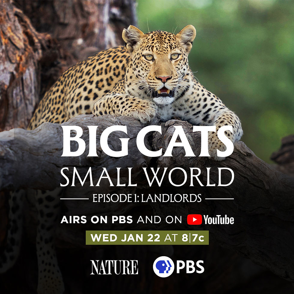 Big Cats Small World (Sky Nature / PBS)