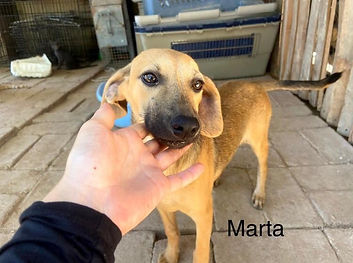 Marta