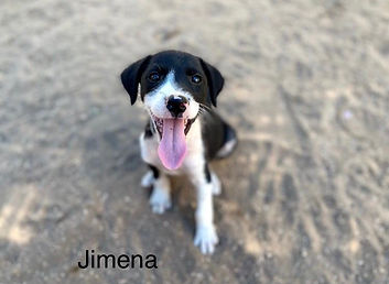 Jimena