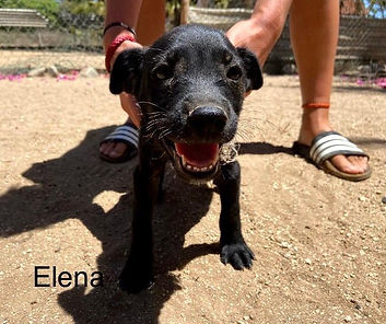 Elena