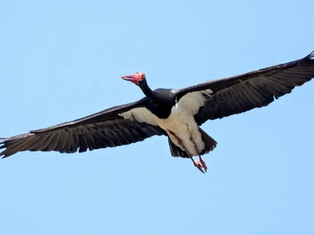 Rare black stork spotted over eastern Jersey