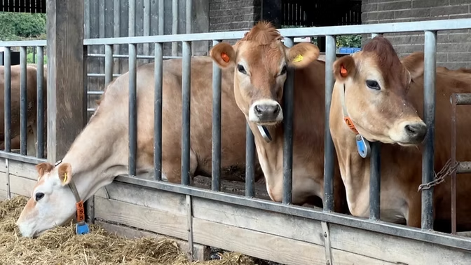 Animal Charity Offers to Fund Rehoming of 51 Jersey Cows as Island Debate Intensifies
