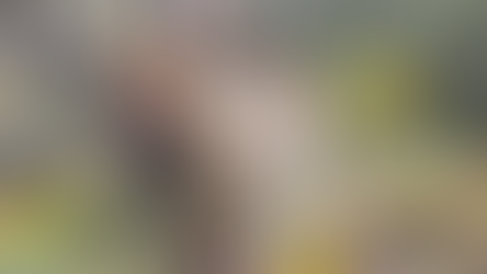 House Sparrow Leads Channel Islands Birdwatch Rankings