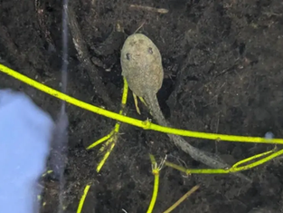 Durrell's Agile Frog Conservation Efforts Earn Prestigious Award