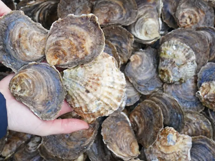 Oysters to Aid in Harbour Water Purification
