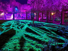 Magical ‘Dreaming Trees’ to Illuminate Howard Davis Park This Valentine’s Weekend