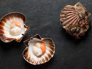 Calls Made for Greater Transparency on Scallop Exports to France
