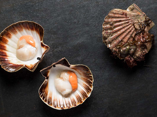 Calls Made for Greater Transparency on Scallop Exports to France