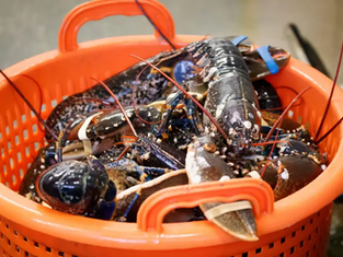 Proposal to Increase Minimum Lobster Size by 1mm