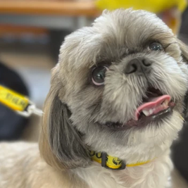 Therapy dogs bring smiles to Jersey hospital staff and patients