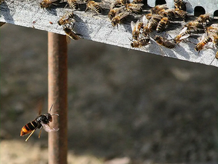 Asian hornets prey on diverse range of insects