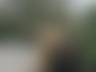 Fallen trees close roads and air travel hit