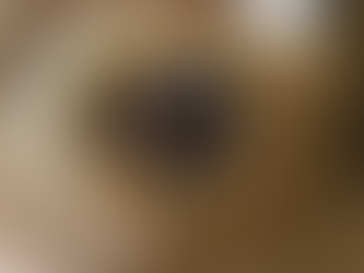 Zoo staff devastated after beloved sloth passes away