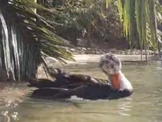 Zoo Hopes to Boost Population of Critically Endangered Birds