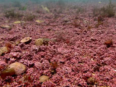 Study Highlights Island’s Rare Maerl Habitats