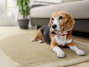 Proposed Animal Welfare Law Set for Panel Review