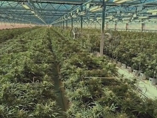 Jersey Cannabis Exports Surge as Import Licences Decline